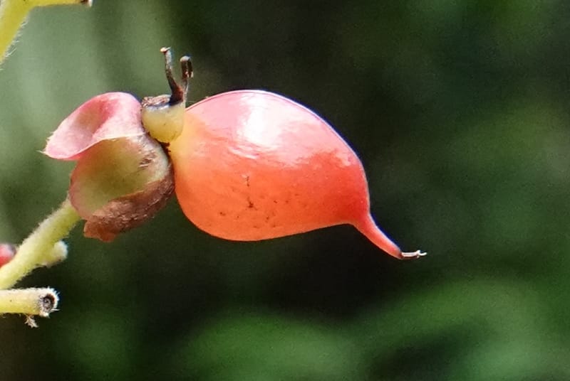 Tetracera, C. Davidson 13922--Gabon. Rd betw Kinguele and Makaban. 30 Oct 2018. DSC00492 (111).JPG