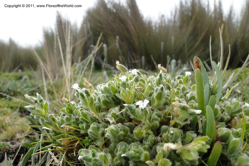 Cerastium, Ulloa 2014--Ecuador. Napo. Volcan Antesana. 2 Jun 2011. 162 (4).jpg