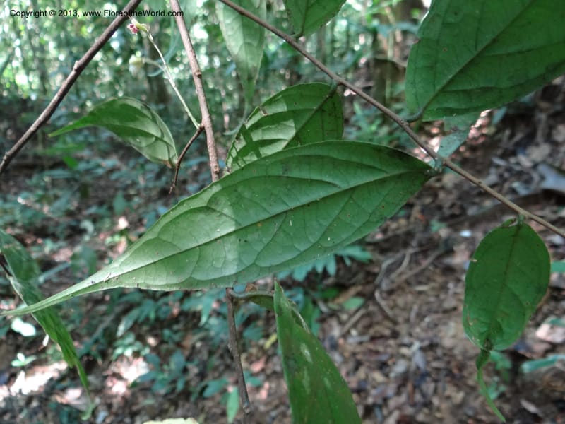 Symplocos, VC 5593--Thailand. Ranong Prov. Klong Naka Wildlife Sanctuary. 14 Nov 2012. DSC09055 (76).JPG