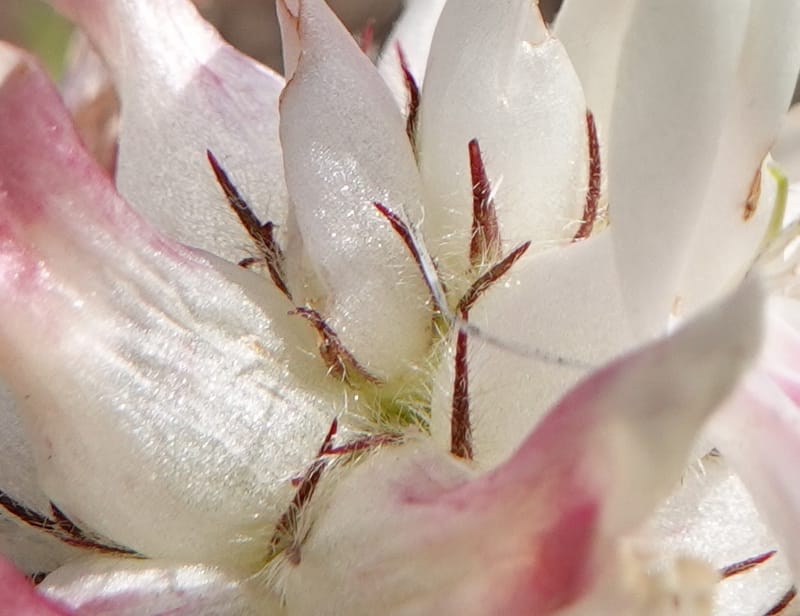 Trifolium macrocephalum, C. Davidson 13789--Oregon. Wallowa Co. Upper Camp Creek Canyon. 5 Jun 2018. DSC05225 (19).JPG
