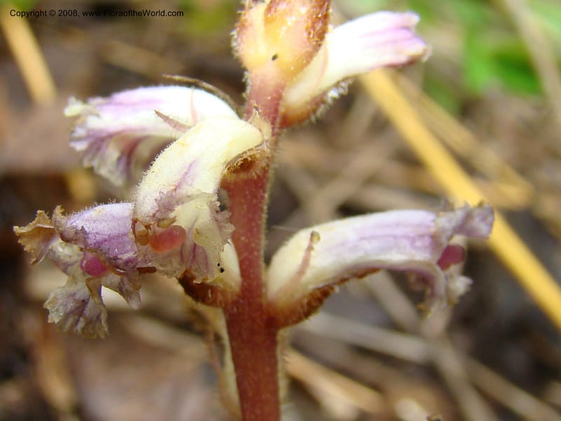 Orobanche minor, RGereau7035--Tanz. Mbeya Rural Distr. Utengule Coffee Lodge. 26 Jan 08. 222.jpg