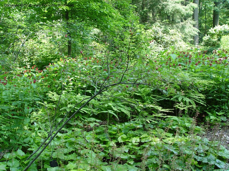 Amelanchier obovata--DE. Mt. Cuba Center. 24 Jun 03. 038.jpg