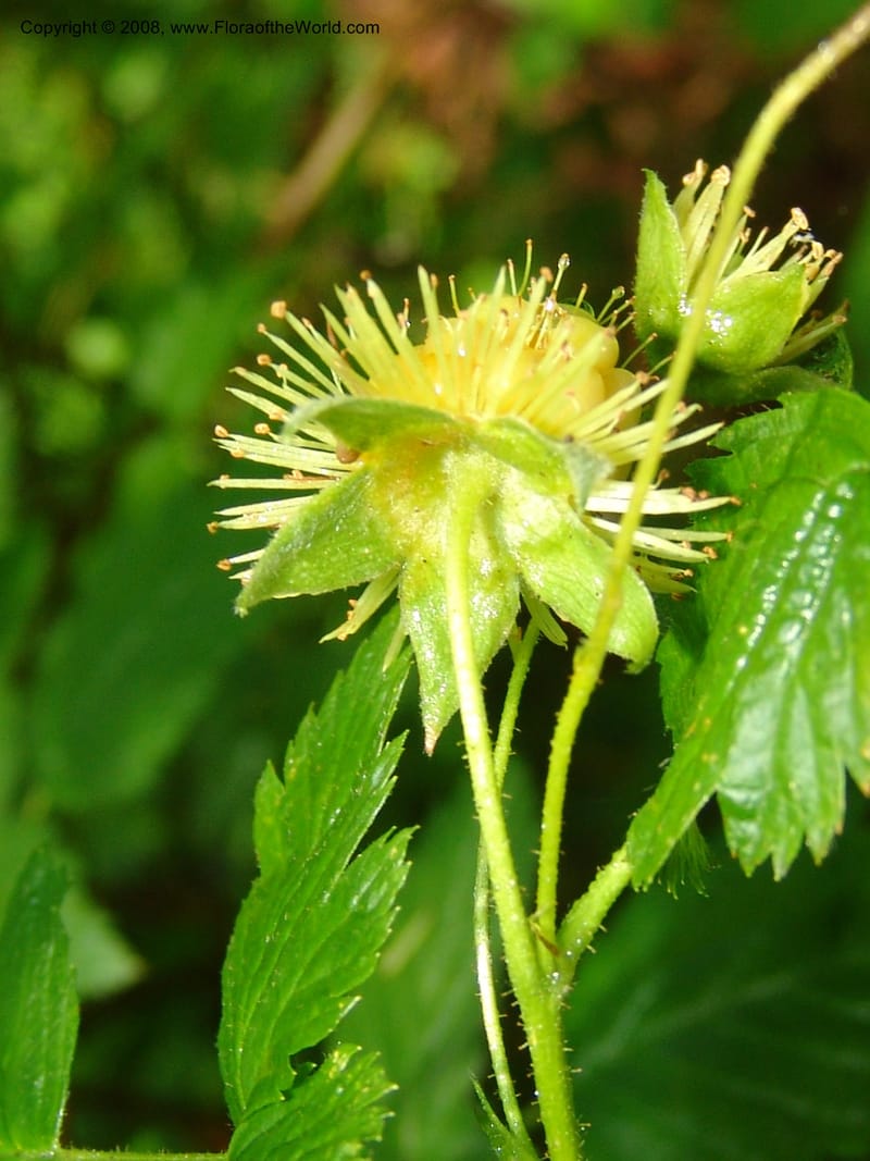 Rubus spectabilis--WA. Grays Harbor Co. Quinault Rain For, Lake Quinault. 15 Jun 06. 036.jpg