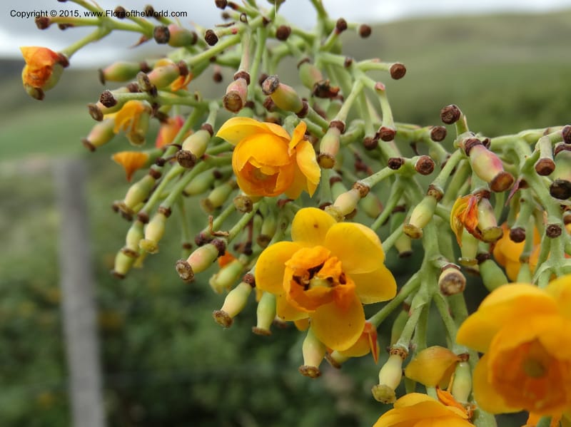 Berberis jamesonii, Ulloa, C 2504--Ecuador. Antesana. Lga. Sta. Lucia. 24 Apr 2015. DSC02778 (148).JPG