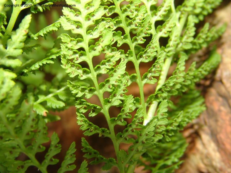 Athyrium alpestre v. americanum, CDavidson11134--Idaho Co. Hell's Can. Nat. Rec. Area. Heaven's Gate. 20 Jul 07. 130.jpg