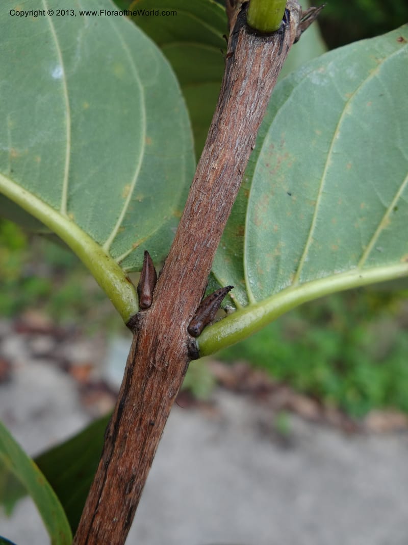 Lagerstroemia--Thailand. Trang. Khao Pra Bang Kram Wildl. Sanct. 16 Nov 2012. DSC00077 (150).JPG
