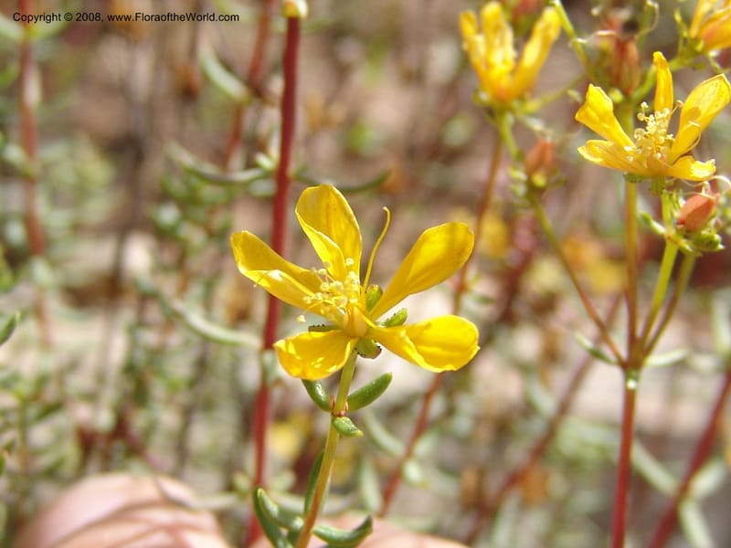 Hypericum empetrifolium ssp empetrifolium--Crete. Ep. Apokoronos. Roadside, ca. Douliana. 23 May 05. 012.jpg