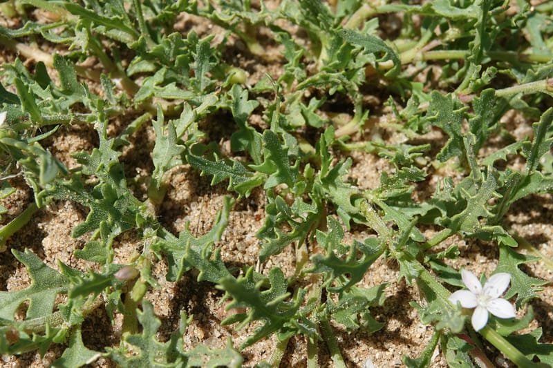 Oxygonum alatum, L. Nanyeni 1143--Namibia. B1 to Rehoboth, Frankie Fredricks St. 15 Mar 2018. DSC00565 (114).JPG