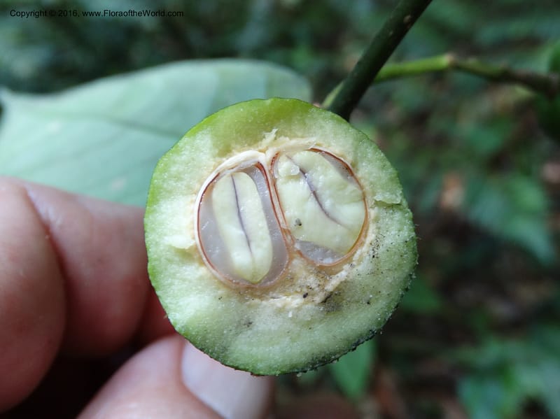 Xanthophyllum, Davidson, C 12912--Sabah. Sub-stesen Sayap. 26 Mar 2015. DSC00551 (105).JPG