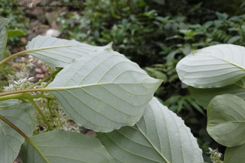 Cornus, Regalado 1829--Viet Nam. O-Quy-Ho Commune. 6 May 2011. 116 (14).jpg