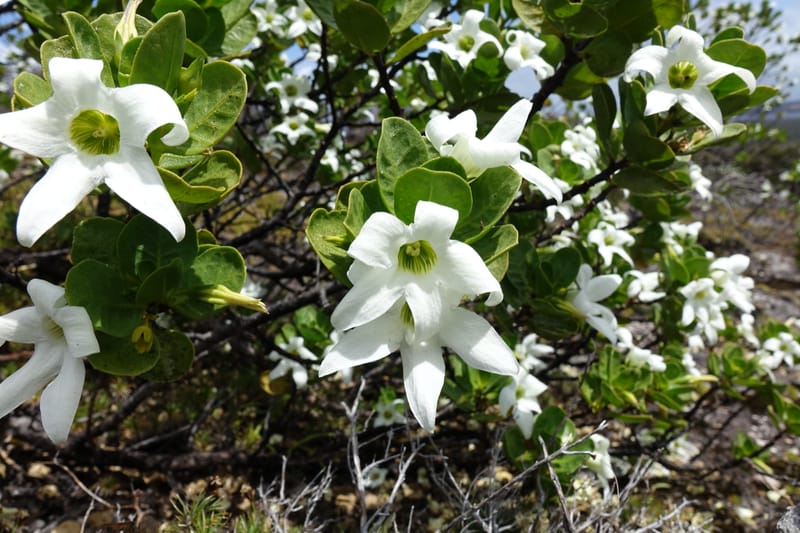 Anthocercis viscosa, Davidson, C 13498--Australia. W. A. Two People's Bay Nat. Res. 29 Oct 2016. DSC06475 (125).JPG
