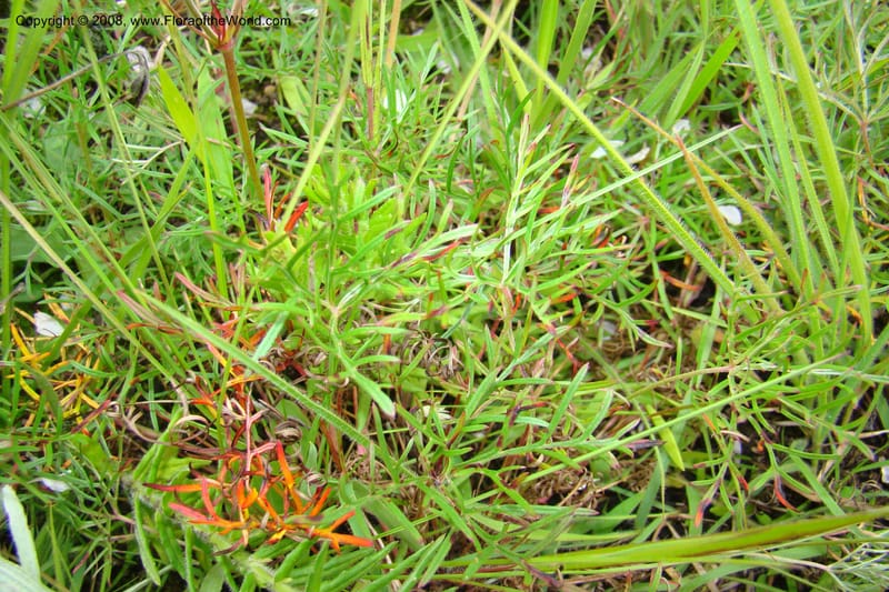 Geranium incanum, WKindeketa3021--Tanz. Makete Distr. Kitulo Nat. Pk. 25 Jan 08. 143.jpg