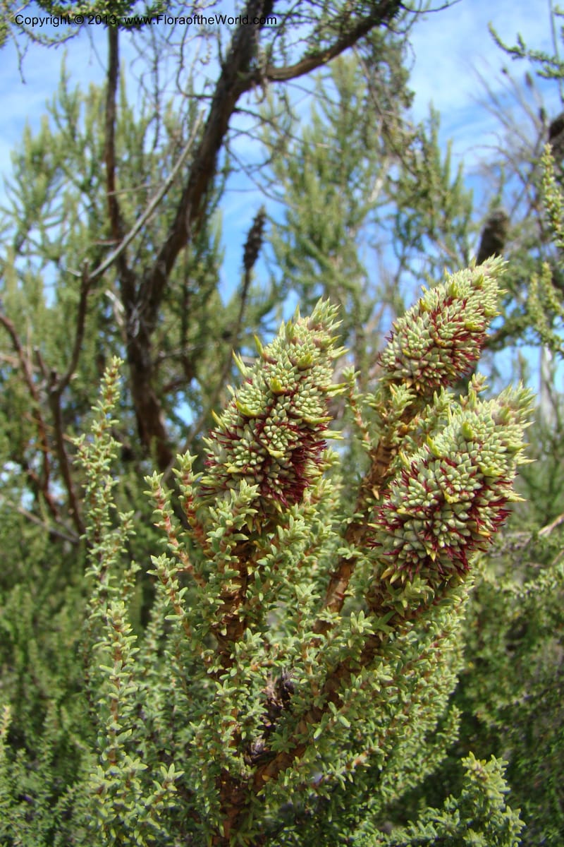 Cliffortia dichotoma, C. Davidson 11570--So Africa. No Cape. Papkuilsfontein. 26 Aug 09. 1 (17).jpg