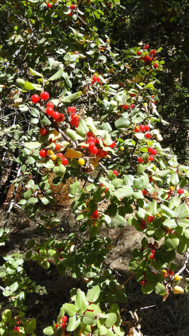 Rhamnus illicifolia, C. Davidson 11793--CA. Contra Costa Co. Mt. Diablo. Donner Canyon. 1 Sept 2010. 092 (71).jpg