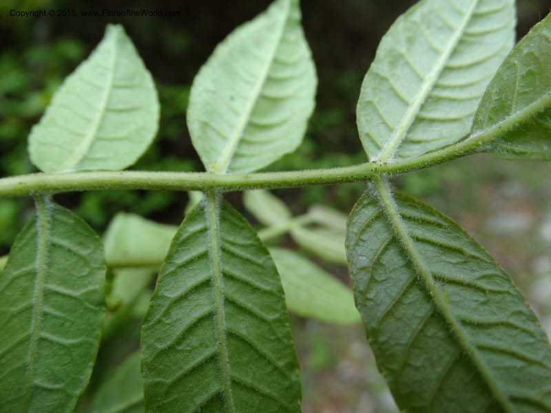 Zanthoxylum bungeanum, Boufford, D 43737--China. Sichuan. XinZhaZi Gou. 14 May 2014. DSC06426 (71).JPG