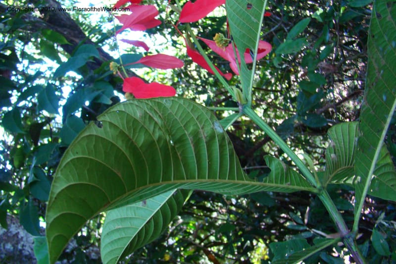 Warszewiczia, Vasquez 34793--Peru. Loreto. Dist. Nauta. Miraflores, Rio Tigre. 10 Nov 08. 679.jpg