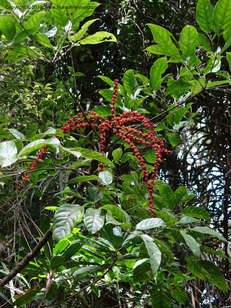 Schefflera bipalmatifolia, SAN.153217--Malaysia, Sabah. Mt. Kinabalu. 6 Apr 2012. DSC07222 (2).JPG