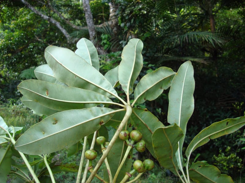 Schefflera pseudocandelabrum, Lowry, P 6893--New Caledonia, ProvN, Aoupinié 15 Nov 2007 151 (18).jpg