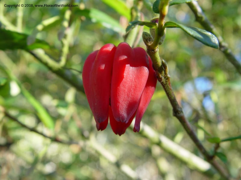 Crinodendron hookerianum, 93.0219--CA. UC Berkeley Bot. Gard. 10 Feb 04. 101.jpg