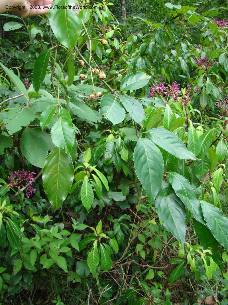 Turpinia occidentalis, NMartinezM2410--MX. Chiapas. Cta. Guapilla-Tapalapa. 13 Sep 08. 193.jpg