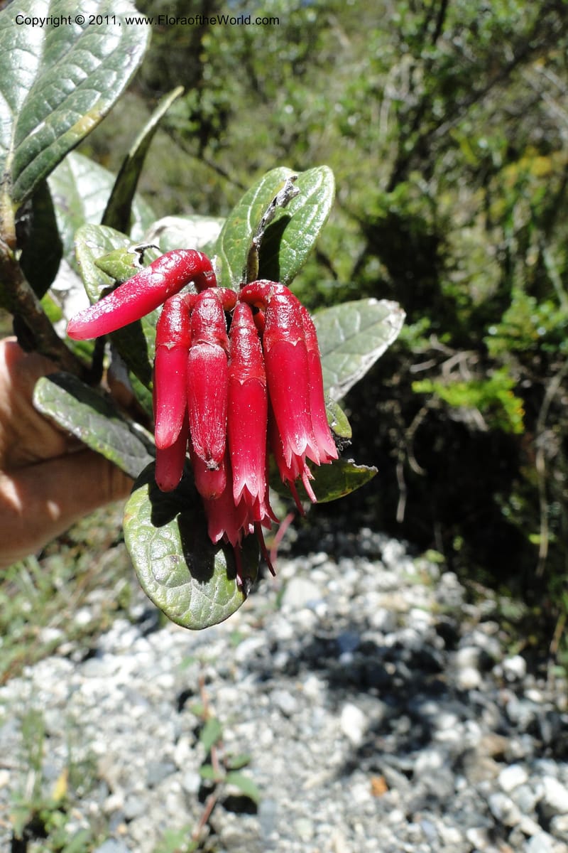 Cavendishia, Ulloa 2093--Ecuador. P. N. Sangay. 6 June 2011. 091 (13).jpg