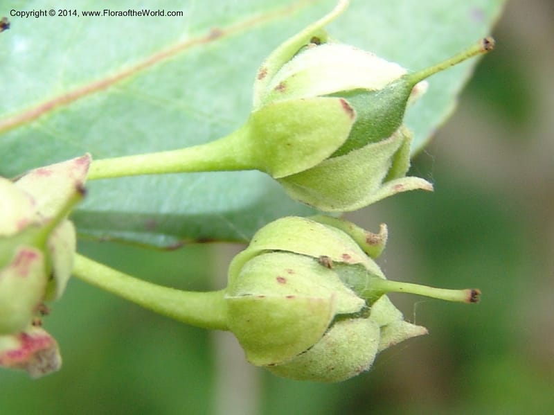 Pseudoscolopia polyantha--So.Africa. E. Cape. Umtamvuna Nat. Res. 11 Mch 05. 105a.jpg