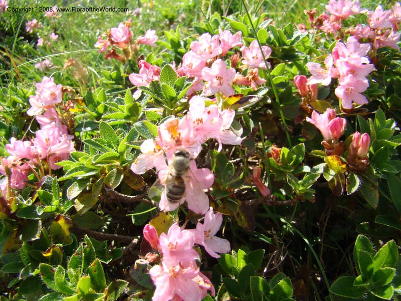 Rhododendron hirsutum, CDavidson11243--Slovenia. Gorenska Reg. Velika Planina. 6 Jul 08. 110.jpg