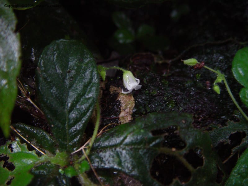 Napeanthus jelskii, JSmith4185--Fr. Guiana. Kaw Mts. 'Caves Trail'.  20 Mch 02. 006.jpg