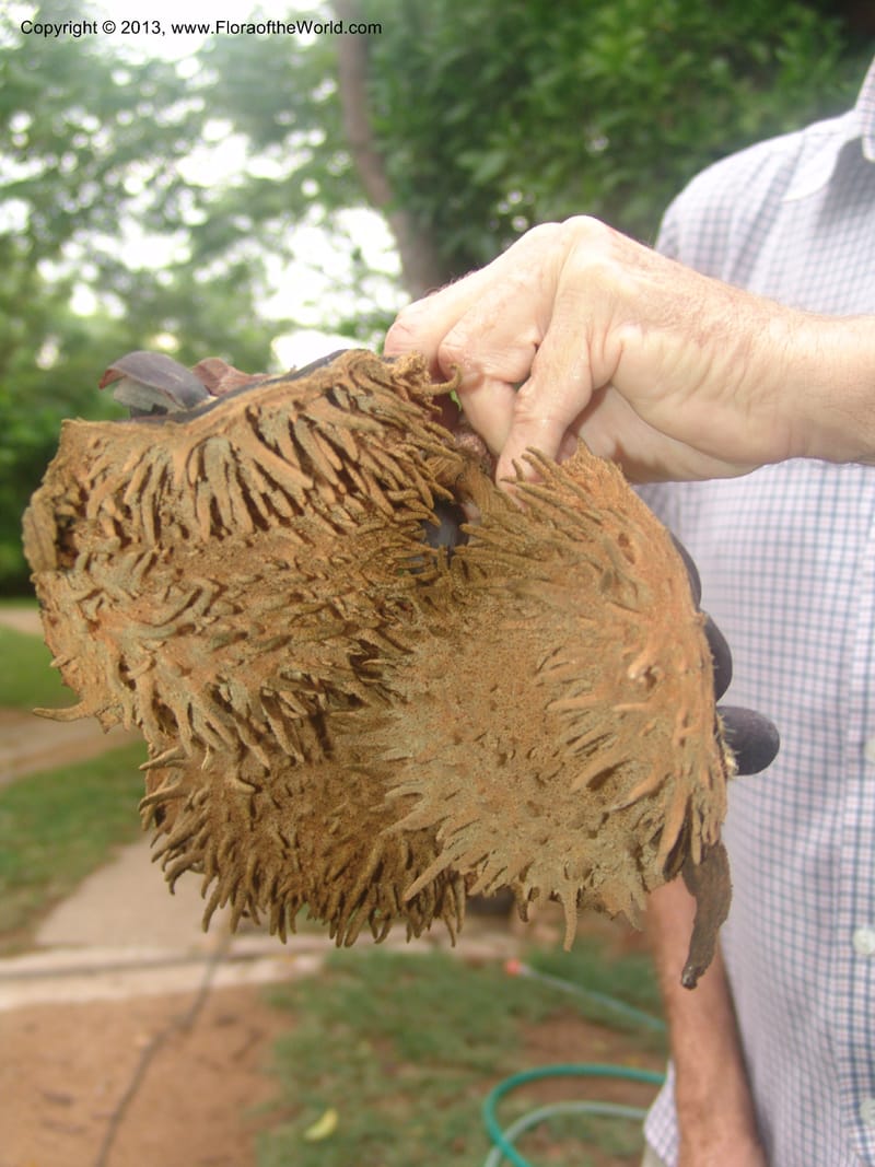 Sterculia murex--So.Africa. Mpumal. Karino. Whyte Thorne. 14 Mch 05. 164.jpg