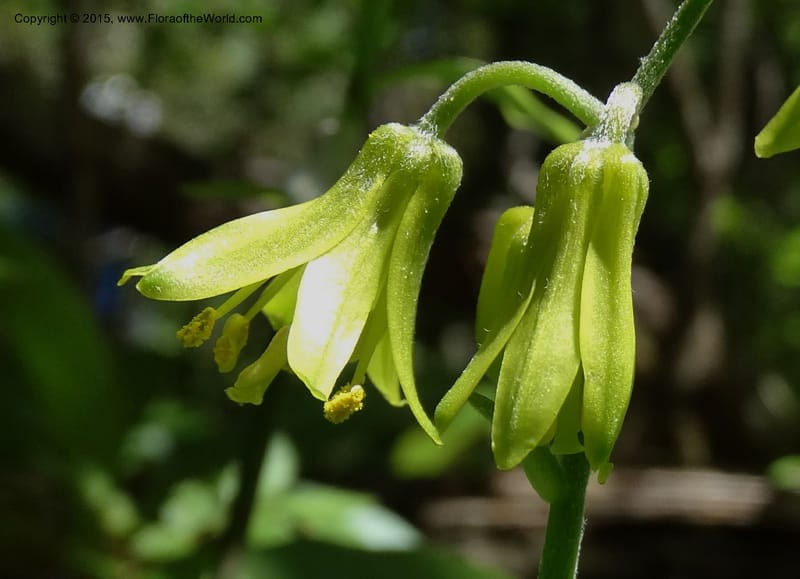 Clintonia borealis, Davidson, C 13070--North Carolina. Trans. Co. Devils Courthhouse. 21 May 2015. DSC07059 (16).JPG