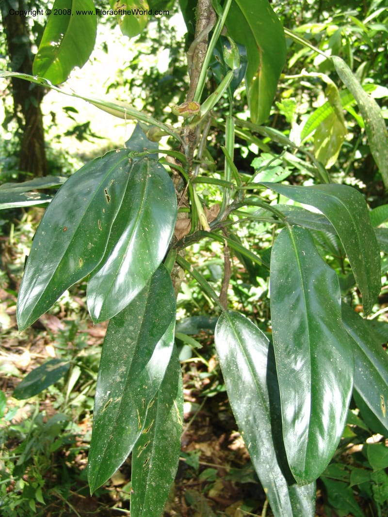 Philodendron, RVasquez33065--Peru. Pillcopata. Qbda Sachavacayoc. 29 Oct 07. 284.jpg