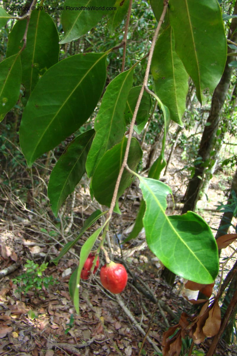 Hunga, M. Callmander 773--New Caledonia. Upper Tene River Valley. 19 Jan 2010. 377 (137).jpg
