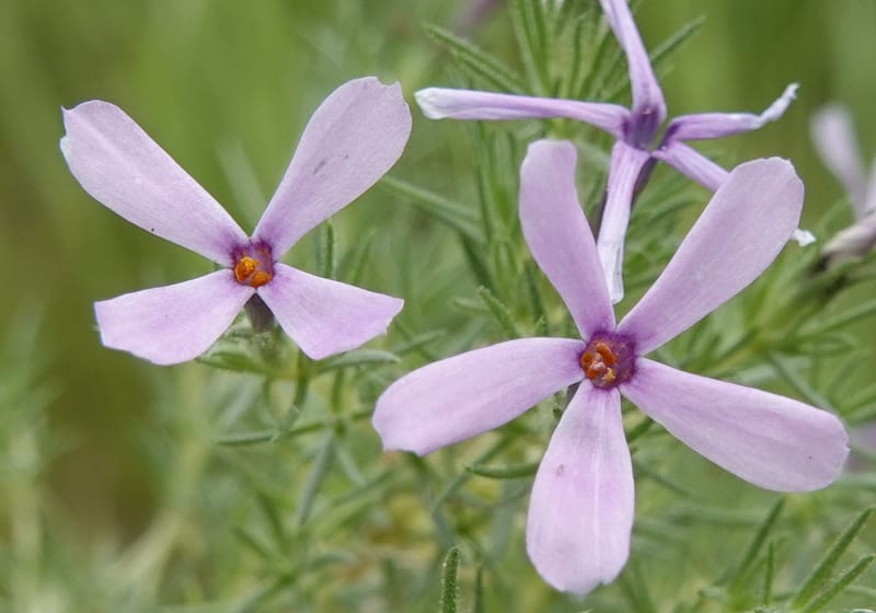 Phlox condensata, C. Davidson 13762--Oregon. Wallowa Co. Zumwalt.Trail Cr. Rd. 4 Jun 2018. DSC04078 (495).JPG