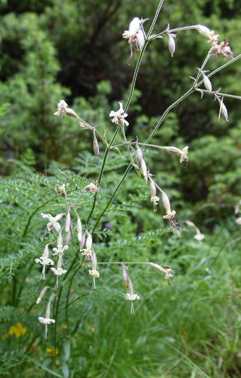 Silene nutans subsp. nutans,  Davidson, C 13266--Switzerland. Oberwald. Chapel St. Nikolas. 2 Jul 2016. DSC07728 (787).JPG