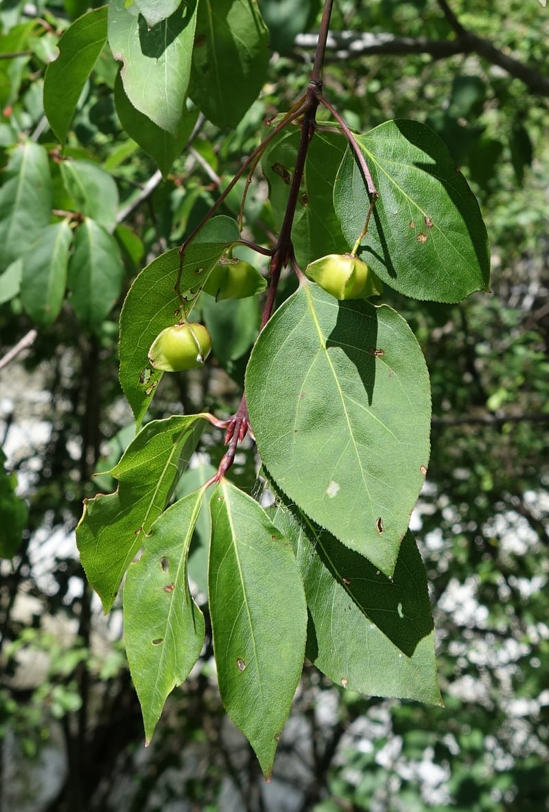 Euonymus sanguineus, D. Boufford 43991--China. Sichuan. Yibailingba-gou. 12 Aug 2017. DSC04660 (433).JPG