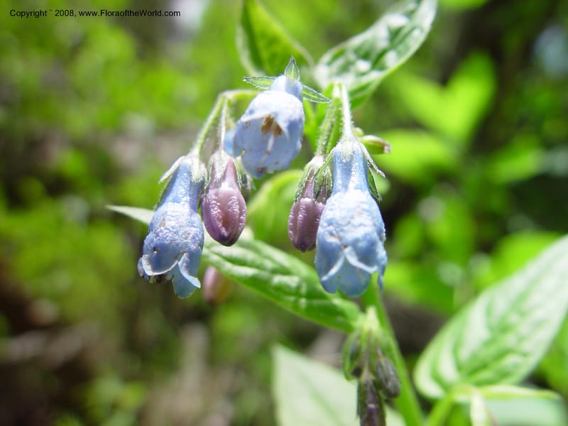 Mertensia paniculata--ID. Idaho Co. Ca. 30 mi N of McCall. 12 Jun 03. 071.jpg