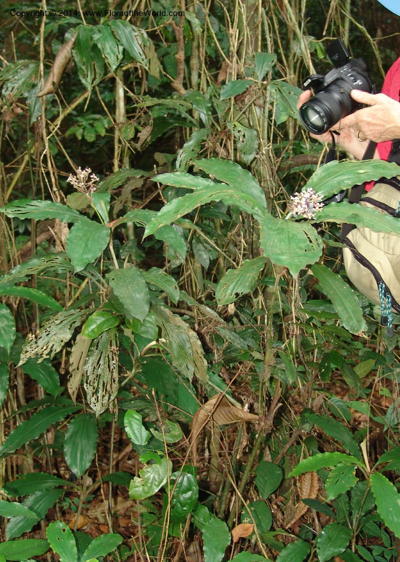 Palisota--Gabon. Libreville. Arboretum de Sibang. 10 Apr 06. 032.jpg