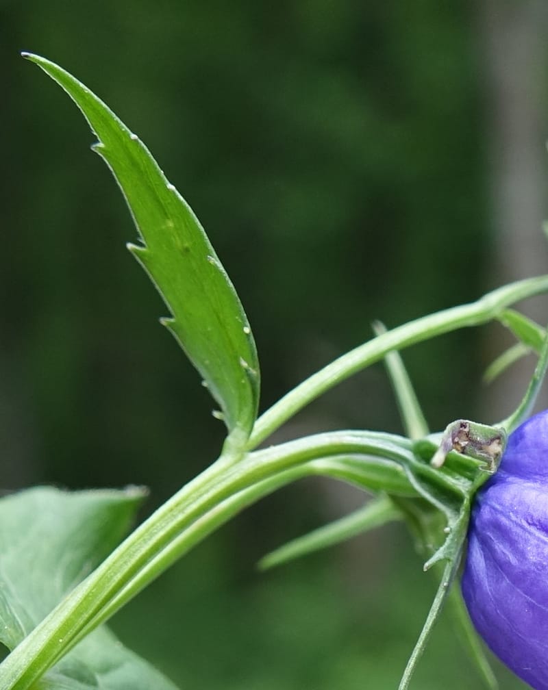 Campanula rhomboidalis, Davidson, C 13268--Switzerland. Valais. 6 km from Gletsch. 2 Jul 2016. DSC08136 (19).JPG