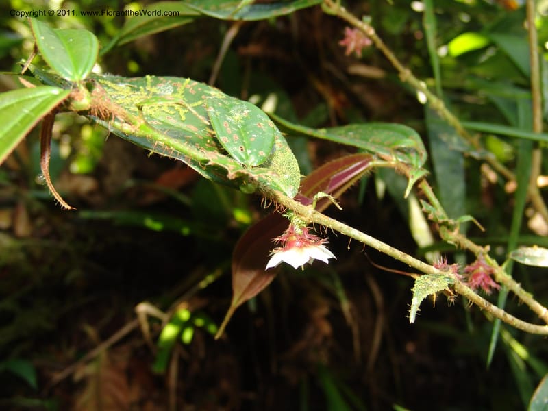 Blakea, Neill 15818--Ecuador. Prov. Zamora Ch. Margin of Rio Nangaritza..17 Sep 07. 039.jpg