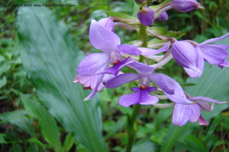 Calanthe sylvatica, WKindeketa2974--Tanz. Rungwe Distr. Rungwe For. Res. 24 Jan 08. 141.jpg
