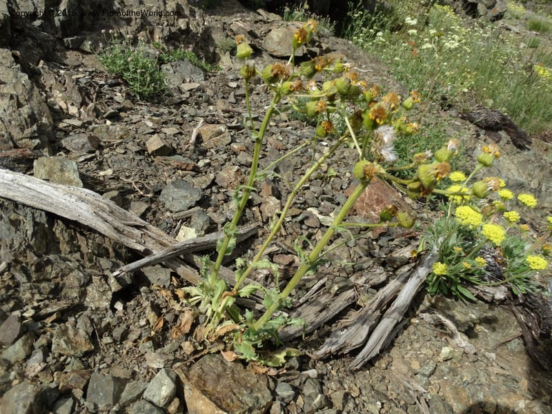 Senecio, Davidson, C 12598--ID. Idaho Co. Seven Devils Camp Ground. 15 Jul 2014. DSC00113 (311).JPG
