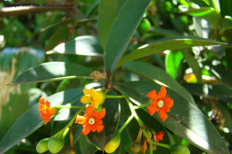 Jacquinia aurantiaca--South Africa. Durban Botanical Garden. 30 Jan 09. 086.jpg