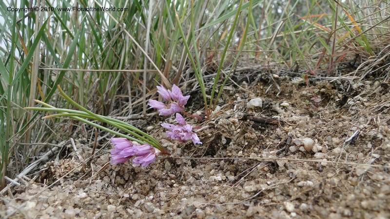Allium aasiae, not coll.--Idaho. Ada Co. artwright Rd. 22 April 2010. 145 (14).jpg