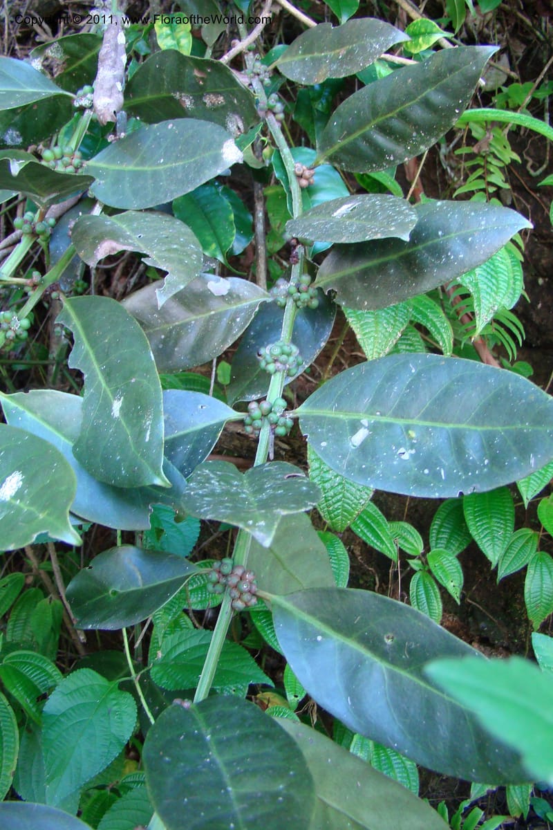 Canthium, Rogers 1214--Madagascar. Prov. Fianarantsoa. Ifanadiana. 12 Jan 09. 112 (7).jpg