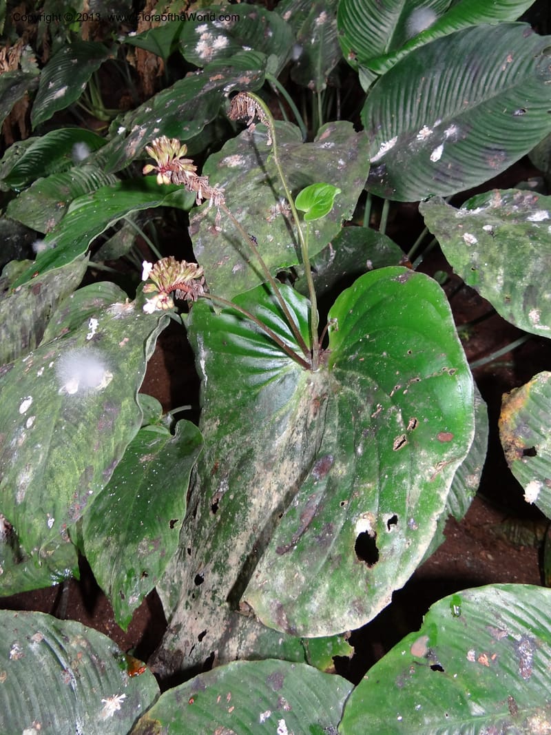 Monophyllaea horsfieldii, S.98860--Sarawak. Fairy Cave. 27 Mar 2012. DSC05628 (14).JPG