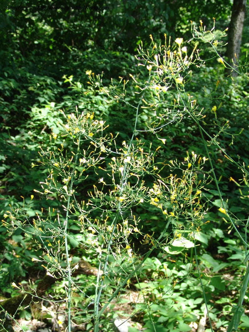 Lactuca saligna--Georgia. Lagodekhi  Forest Reserve. 11 Jun 05. 117.jpg