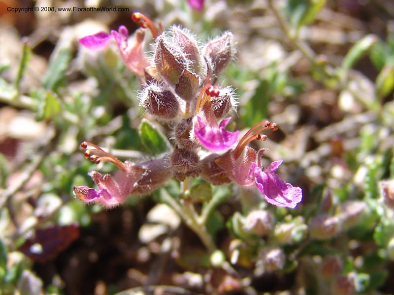 Teucrium divaricatum--Crete. Ep. Kydonia. Akrotiri. Trail Gouvernetos . 23 May 05. 017.jpg