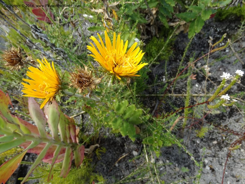 Berkheya barbata, Davidson, C 12314--South Africa. Western Cape. E. side, Fernkloof. 24 Jan 2014. DSC01799 (77).JPG