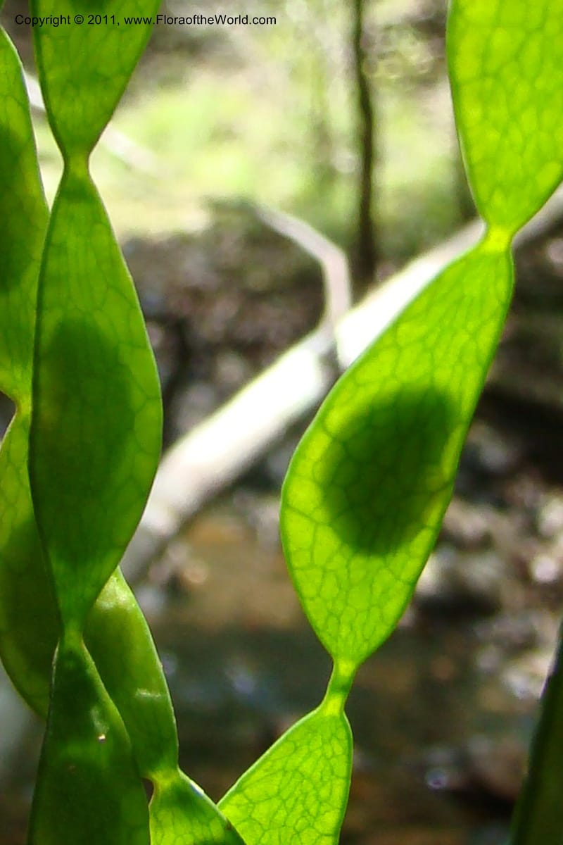 Arthroclianthus, M. Callmander 764--New Caledonia. Upper Tene River Valley. 19 Jan 2010. 377 (45).jpg