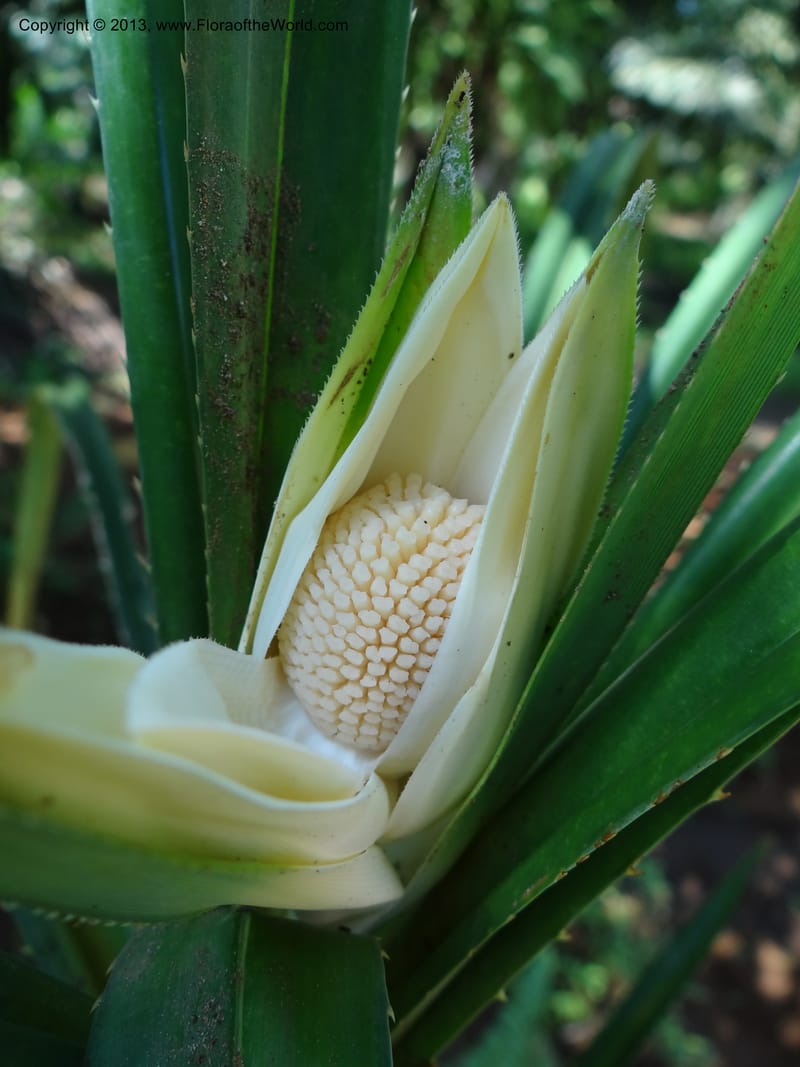 Pandanus fusinus, Buerki, S 335--Malaysia. Sabah. Tahan Niaga Plantation. 8 Apr 2012. 5 (8).JPG